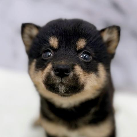 MIXポメラニアン×柴犬【動画あり】くりくりお目目のポメ柴ちゃん