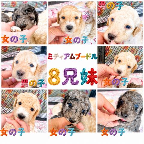 ミディアムプードル