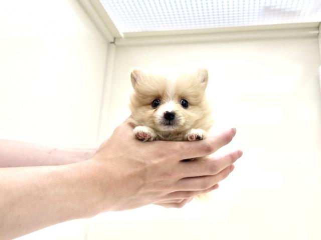 ポメラニアン274