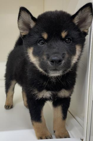 柴犬