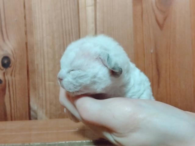 デボンレックス