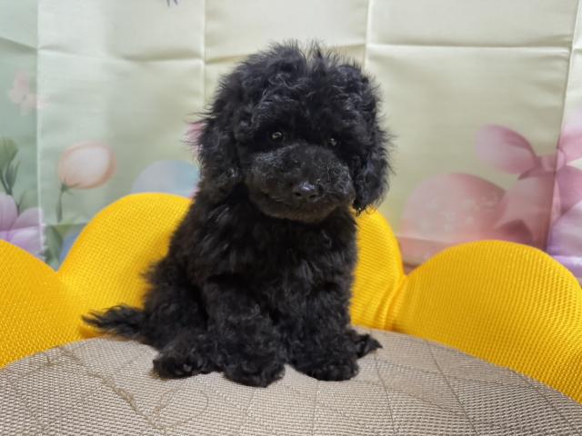 トイプードル