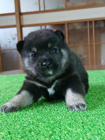 柴犬（豆柴）