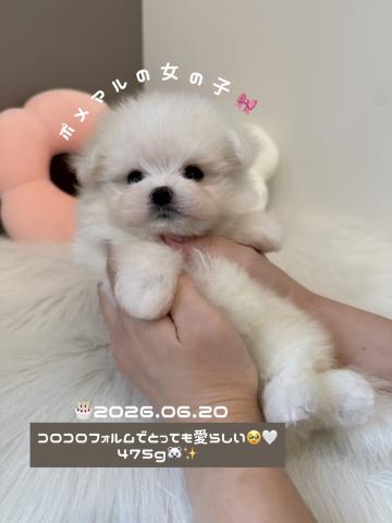 MIXコロコロフォルムのマルポメちゃん🐻‍❄️‎🤍