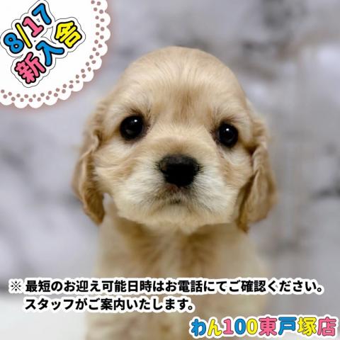 アメリカンコッカースパニエル