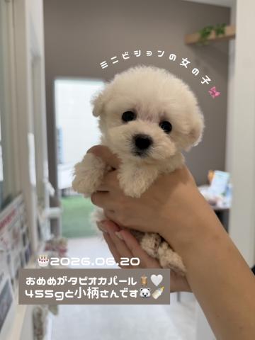 ビションフリーゼ‎🤍ミニビションサイズ🐻‍❄️𓈒 𓂂𓏸