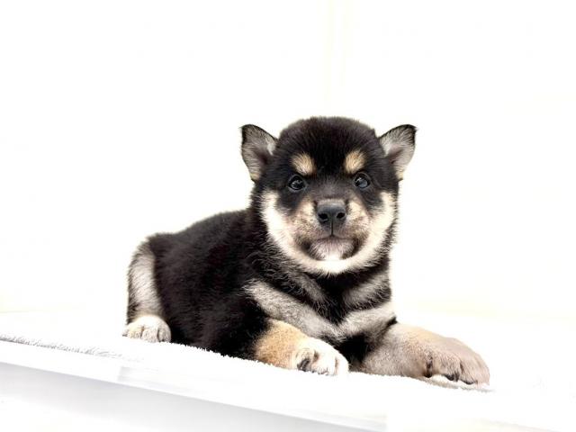 豆柴犬 099