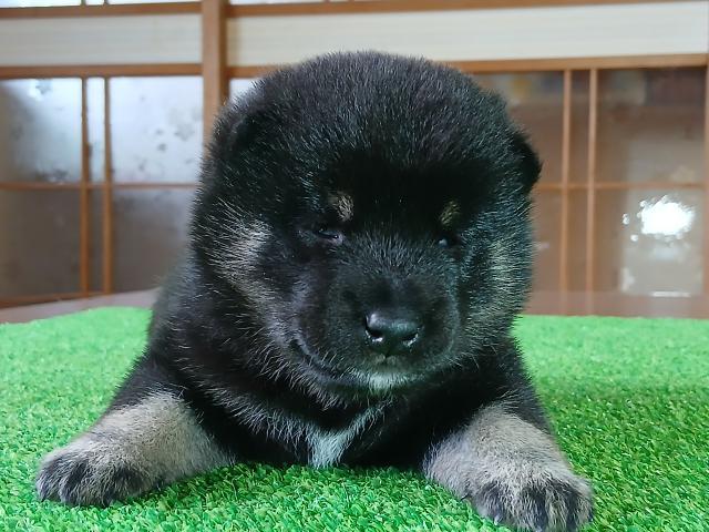 柴犬（豆柴）