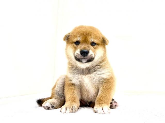 豆柴犬 643