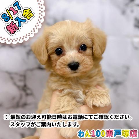 MIXマルチーズ×トイプードル151-03【動画あり】濃いめの毛色が可愛らしい男の子