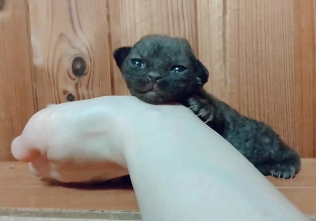 デボンレックス