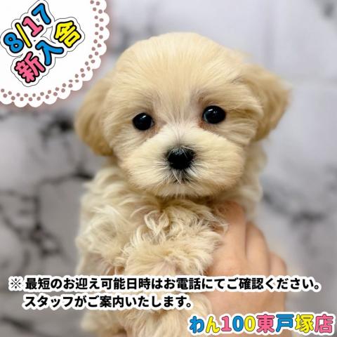 MIXマルチーズ×トイプードル101-65【動画あり】ちいさな体でぴょこぴょこ遊ぶ可愛らしい男の子