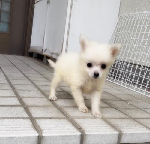 ポメラニアン🌸里親募集