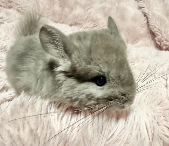 【ご予約受付中】チンチラバイオレット アンゴラキャリア