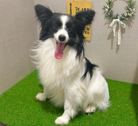 パピヨンの写真2