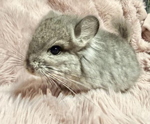 【ご予約受付中】アンゴラチンチラ バイオレットキャリア