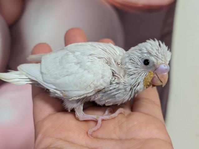 ライラックセキセイインコ
