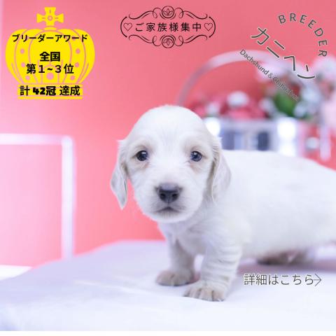カニヘンダックスフンド　ロング