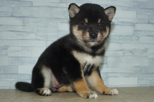 柴犬(260866)の写真2