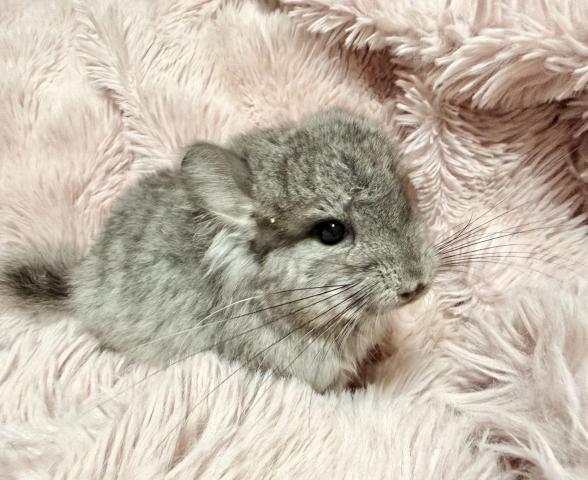 【ご予約受付中】アンゴラチンチラ バイオレットキャリア