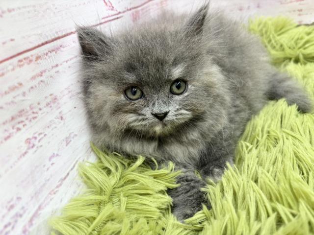 ブリティッシュショートヘア