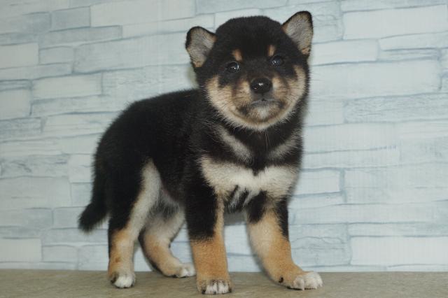柴犬(260866)の写真3