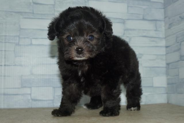MIX(260861)の写真4