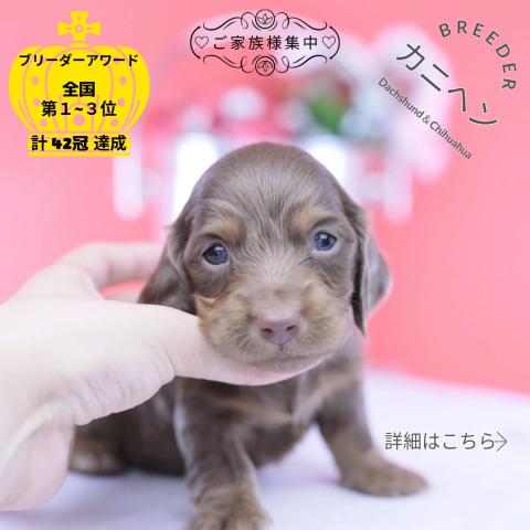 カニヘンダックスフンド　ロング