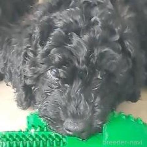 ラブラドゥードル