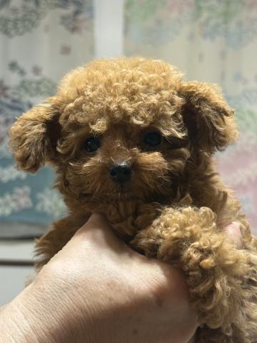 トイプードル小さな男の子❣️