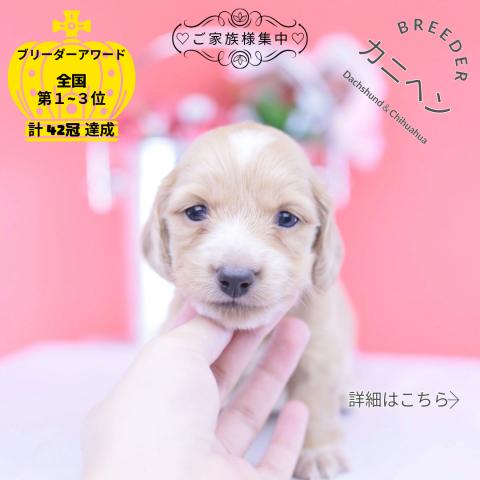 カニヘンダックスフンド　ロング