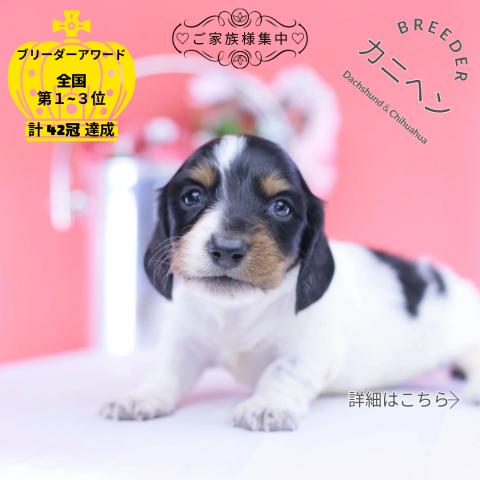 カニヘンダックスフンド　ロング