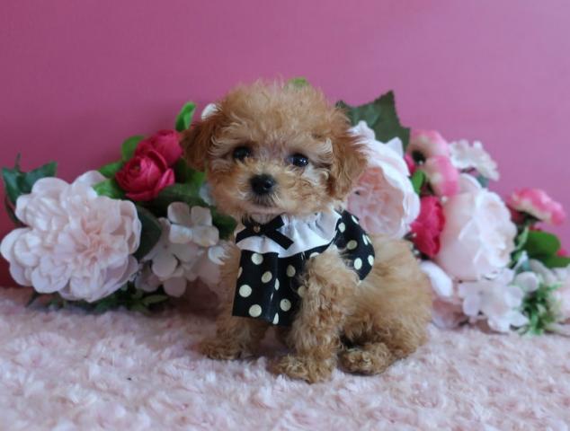 トイプードル生後50日で363ℊ 成犬時はマイクロティーカップ予想です。