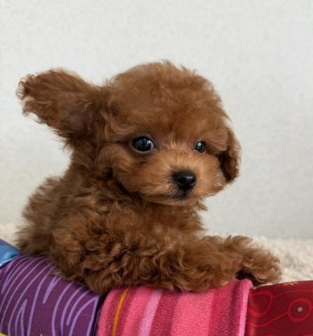 トイプードル（タイニー）の写真2
