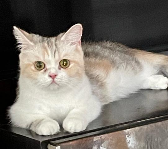 エキゾチックショートヘアー