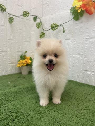 ポメラニアン