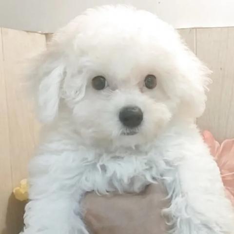 ビションフリーゼ