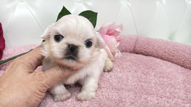 ペキニーズ