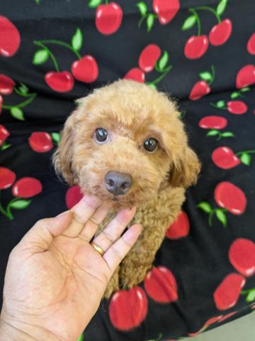 トイプードル💛1才過ぎの大きめサイズ女の子・6万円だけでお譲りします💖実物はもっとカワイイ・健康優良児💜人が大好き・性格良し💖25.3.6