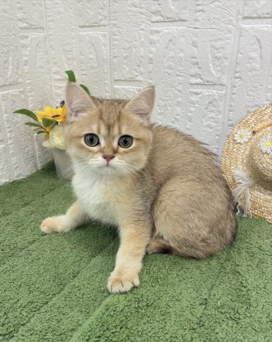 ブリティッシュショートヘア