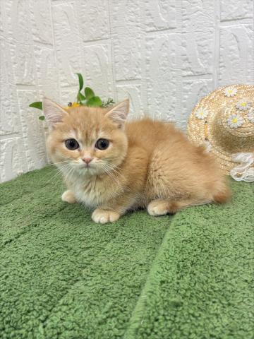 スコティッシュフォールド