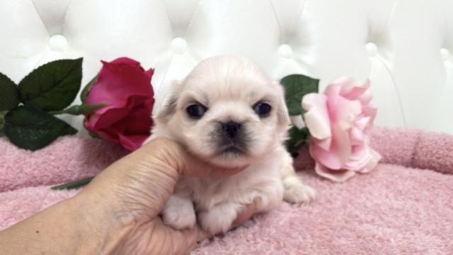 ペキニーズ