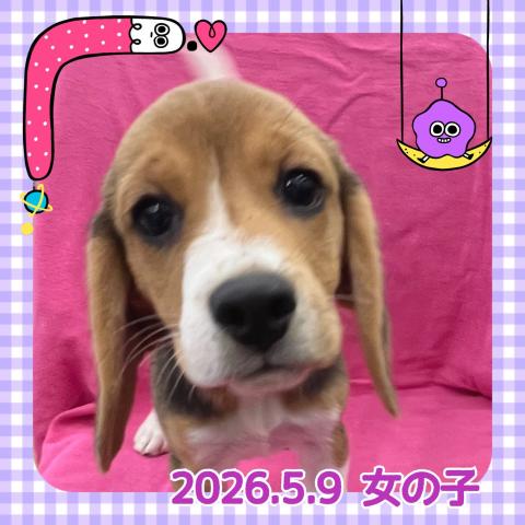 ビーグル