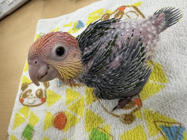 シロハラインコ