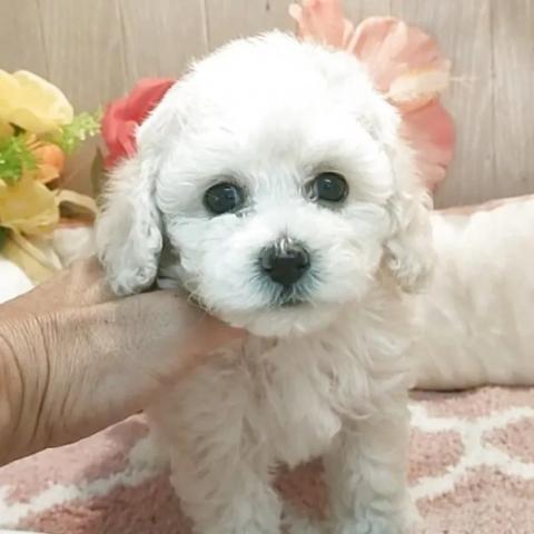 タイニープードル