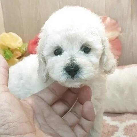 タイニープードル