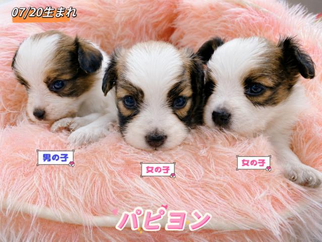 パピヨン