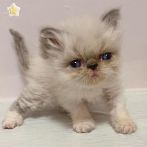 エキゾチックショートヘアー