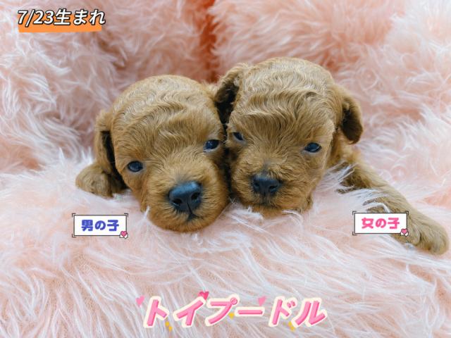 トイプードル