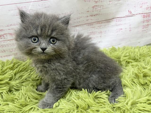 ブリティッシュショートヘア